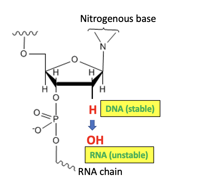 One Reason Why RNA Viruses (Like Covid) Mutate So Quickly? A Little